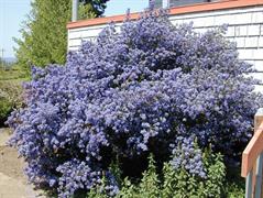 یاس درختی کالیفرنیا